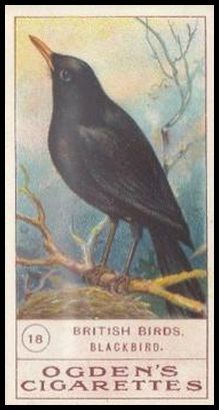 18 Blackbird